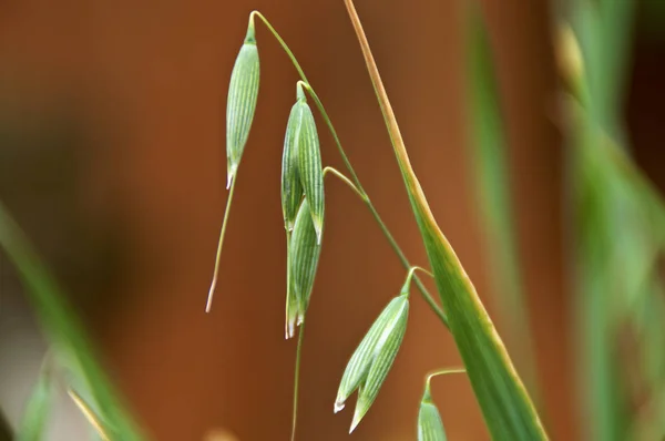 Close up de vagens de sementes de aveia — Fotografia de Stock