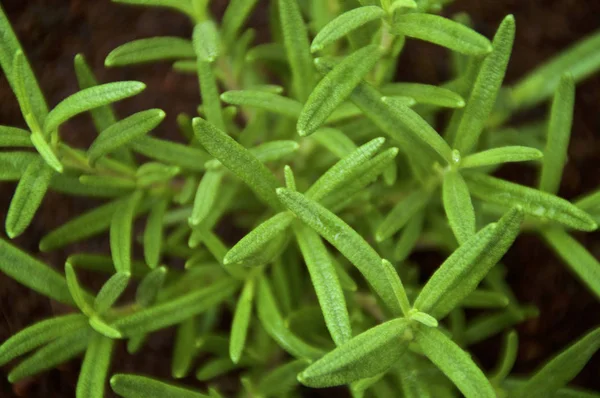 緑のローズマリーハーブ植物の背景は、上からクローズアップ — ストック写真