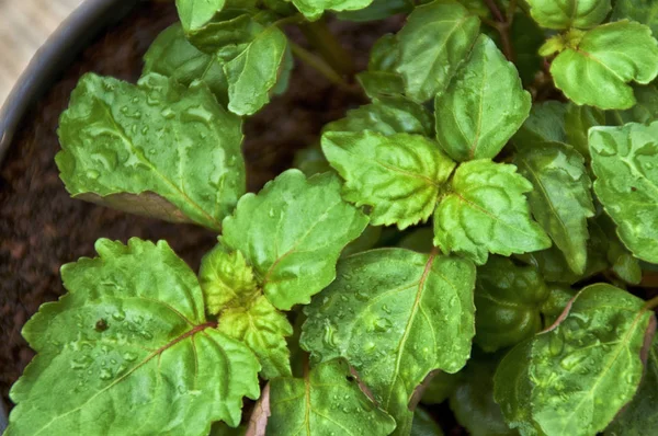 Young Pogostemon cablin patchouli plant growing in pot from abov — Stock Photo, Image