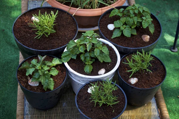 Container tuin van Pogostemon cablin Patchouli en rozemarijn pl — Stockfoto