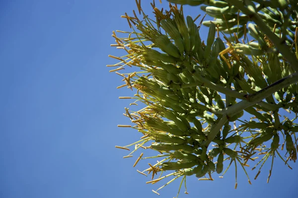 Close up de flores agave — Fotografia de Stock