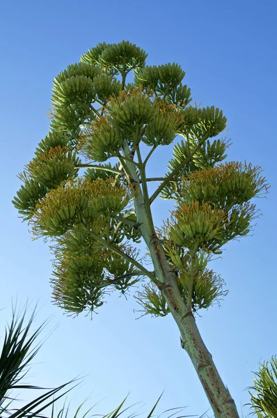 Tall majestic flower stalk of agave plant — Stock Photo, Image