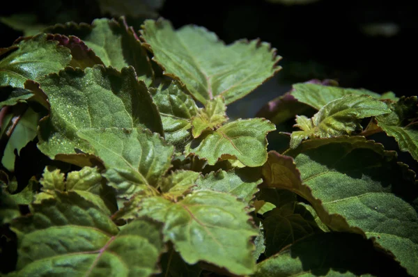 Close-up van Pogostemon cablin Patchouli plant op ooghoogte — Stockfoto
