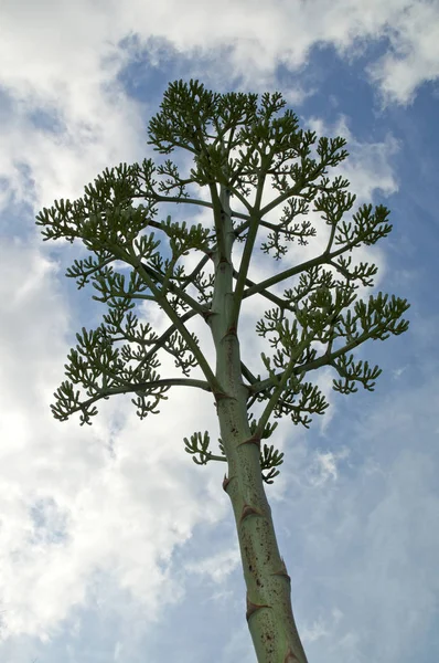 tree-like flower stalk of agave century plant