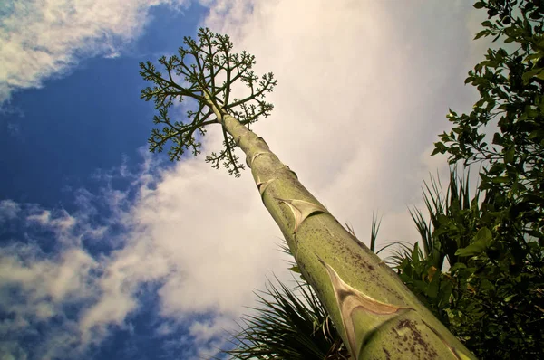 Kijkend langs stalken van agave boom zoals bloem stalken — Stockfoto