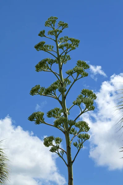 vibrant tall flower stalk of agave century plant