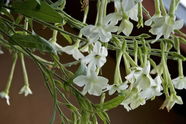 Piękne białe trąbka kwiaty Nicotiana Alata tytoniu roślin — Zdjęcie stockowe