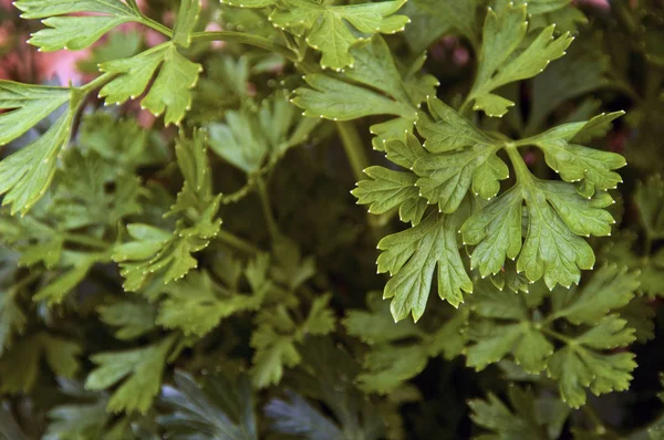 カーリーイタリアのパセリ植物の葉のクローズアップ — ストック写真