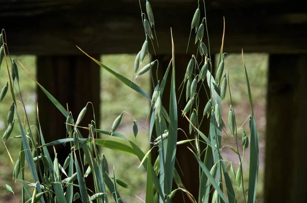 Perto de aveia de grão que cresce na luz solar — Fotografia de Stock
