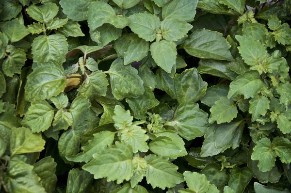 Grote weelderige Pogostemon cablin Patchouli plant verlaat van bovenaf — Stockfoto