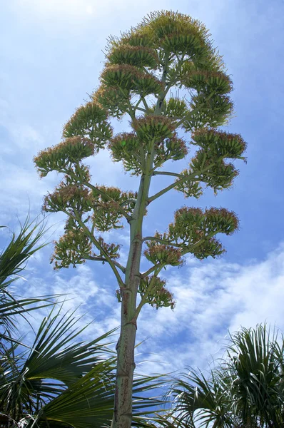 Tall majestic flower stalk of agave century plant — Stock Photo, Image