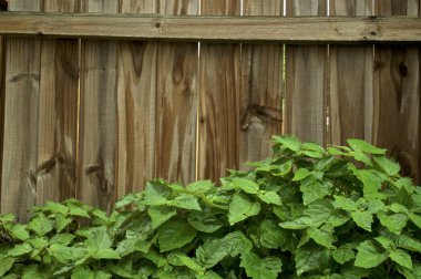 ahşap çit karşı büyüyen yağmurdan patchouli bitki ıslak