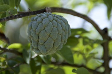 ağaçta sweetsop muhallebi şeker-elma meyve