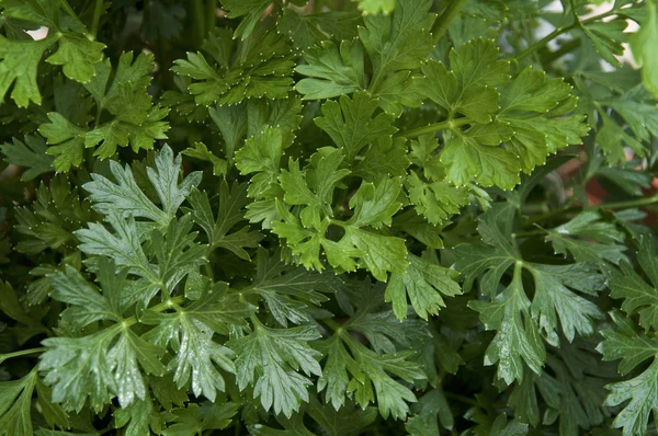 カーリーイタリアのパセリ植物のクローズアップは、背景を残します. — ストック写真