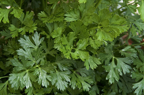 Close up de encaracolado italiano salsa planta folhas fundo . — Fotografia de Stock