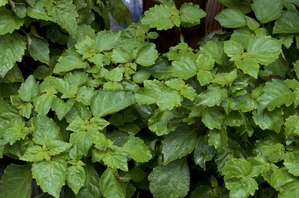 Young Pogostemon cablin patchouli plant wet from rain — Stock Photo, Image