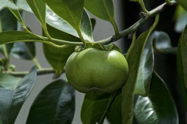 Close up of manchineel tree apple fruit and leaves clipart