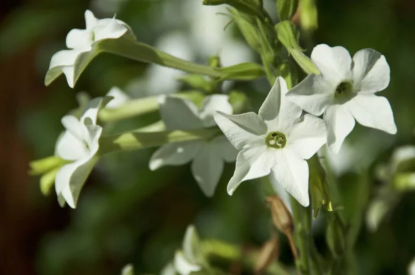 Hermosas flores de trompeta blanca de nicotiana alata jazmín tobac — Foto de Stock