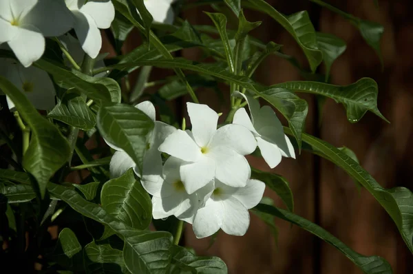 beautiful white frangipani plumeria flowers