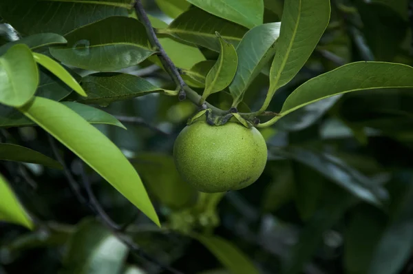 Close up de manchineel fruta da maçã árvore — Fotografia de Stock