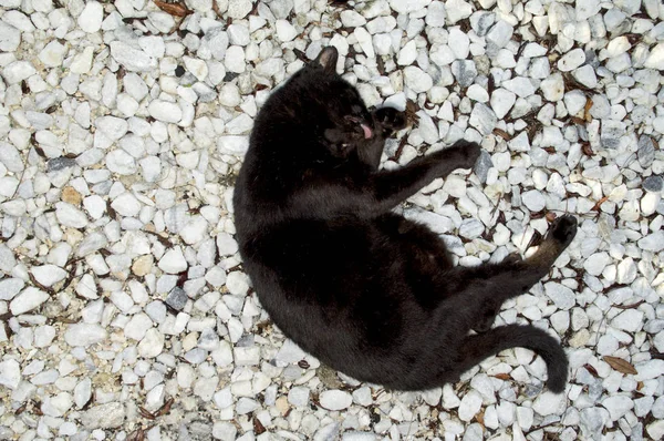 Kočka černá — Stock fotografie