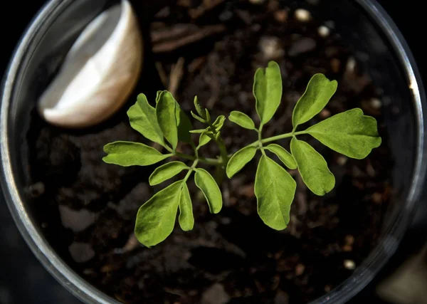 Fiatal Moringa csemete közelről felülről — Stock Fotó