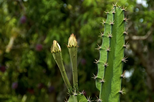 Cactus with large flower buds — Stock Photo, Image