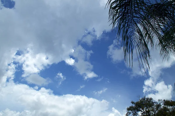 Bellissime nuvole in florida cielo sfondo con palme — Foto Stock