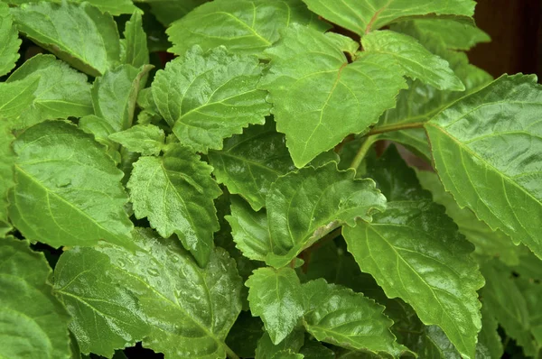 Закрыть Pogostemon cablin patchouli листья растения влажные от дождя — стоковое фото