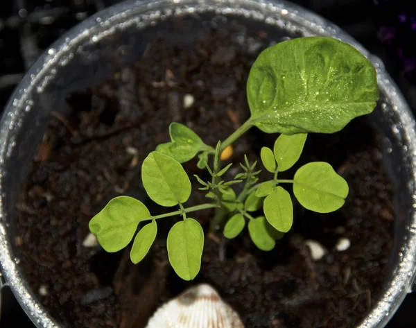 Genç Moringa bitki yukarı yakın fide — Stok fotoğraf