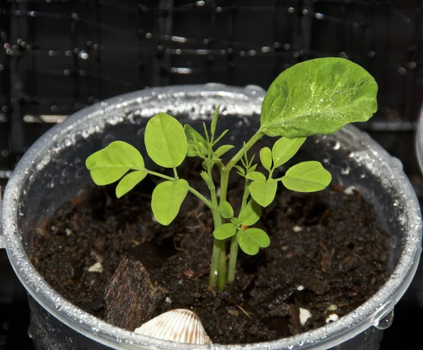 Fiatal Moringa fa csemete közelről — Stock Fotó