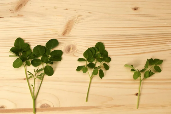 Három ág és levelei Moringa fa fa — Stock Fotó