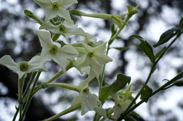 Белые цветки табачного растения nicotiana alata jasmine против s — стоковое фото