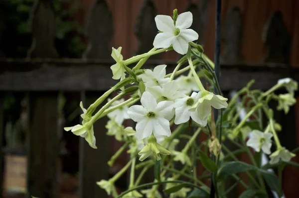 Gece açan yasemin tütün bitkisinin beyaz trompet çiçekleri biz — Stok fotoğraf
