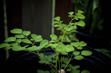 saksıda yetişen genç moringa oleifera ağacının yan görünümü