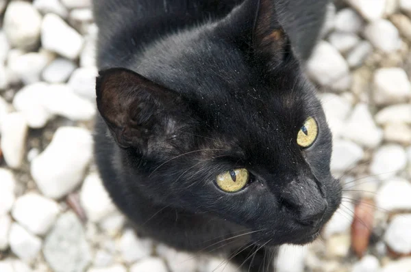 Havana коричневый кот снаружи на камнях — стоковое фото
