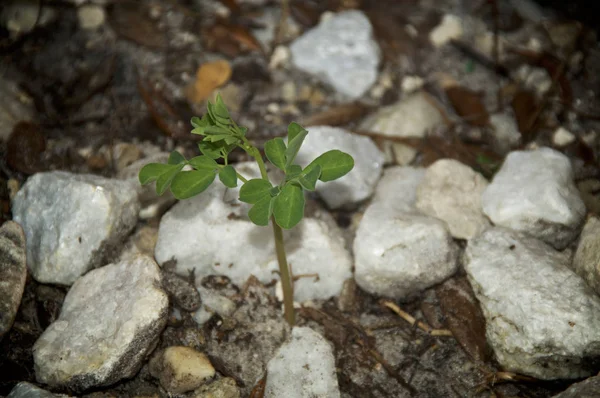 Νέοι Moringa oleifa δέντρο καλλιέργεια στο έδαφος — Φωτογραφία Αρχείου