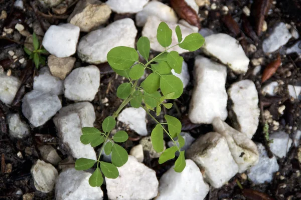 Vista superior da árvore jovem moringa oleifera crescendo no solo — Fotografia de Stock