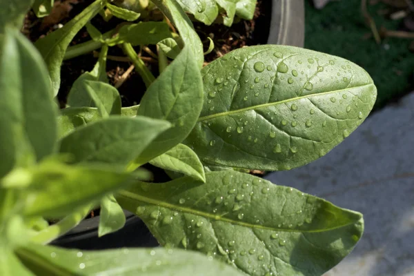 Nedves levelei Nicotiana Alata jázmin dohány növény — Stock Fotó