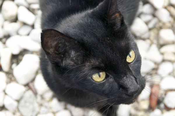 Chat Havane Brown Images Libres De Droit Photos De Chat Havane Brown Depositphotos Chat Havane Brown Images Libres De Droit Photos De Chat Havane Brown Depositphotos