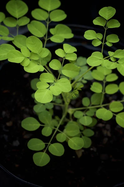 Moringa verde jovem oleifera árvore crescendo em vaso — Fotografia de Stock