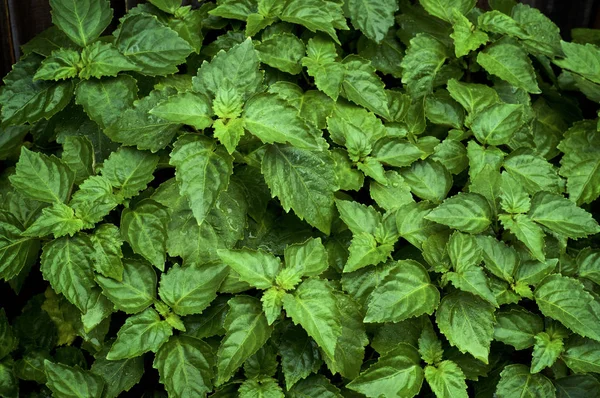 Living vibrant green Pogostemon cablin patchouli plant leaves we — Stock Photo, Image