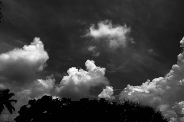 Zlověstné bouřkové mraky tvořící stromy — Stock fotografie