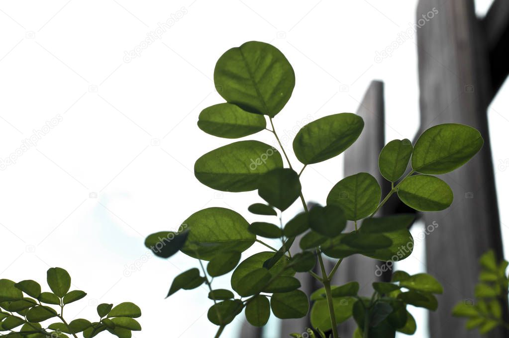 looking up at moringa plant leaves