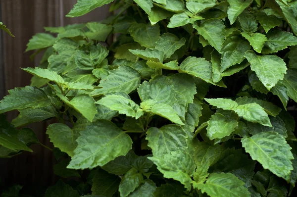 Lush vibrant green Pogostemon cablin patchouly plant leaves wet — Stock Photo, Image