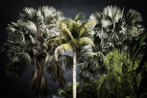 High contrast stormy tropical scene — Stock Photo, Image