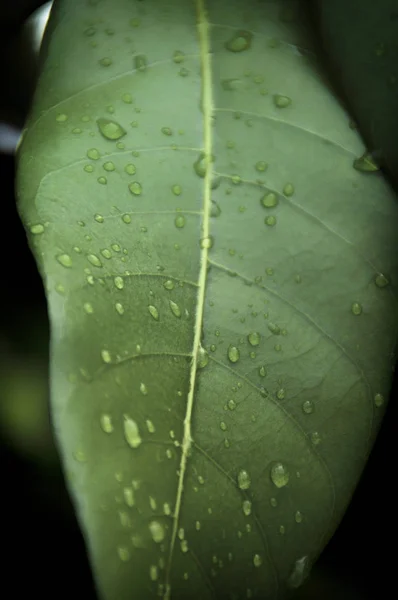 Close up of wet longan berry tree leaf — Stock Photo, Image