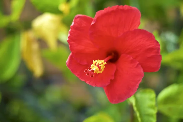 Gros plan de fleur d'hibiscus rouge avec jaune — Photo