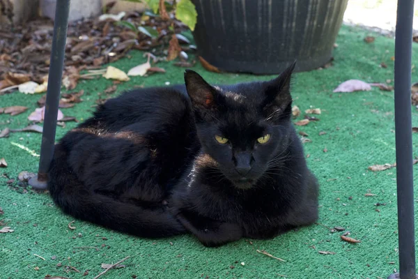 Черная кошка лежит снаружи и смотрит на зрителя. — стоковое фото