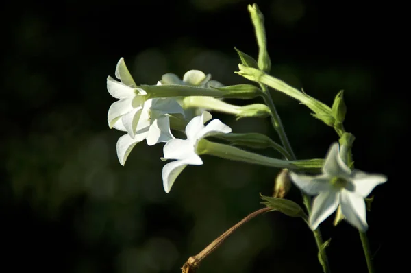 Белые трубчатые цветы ночи, цветущие жасминовые табачные растения — стоковое фото